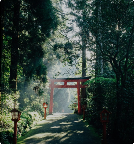 The History and Traditions of Matcha